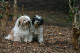 TERRIER DU TIBET 390